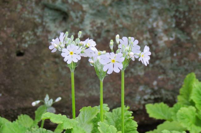 눈보라를 이겨낸 앵초