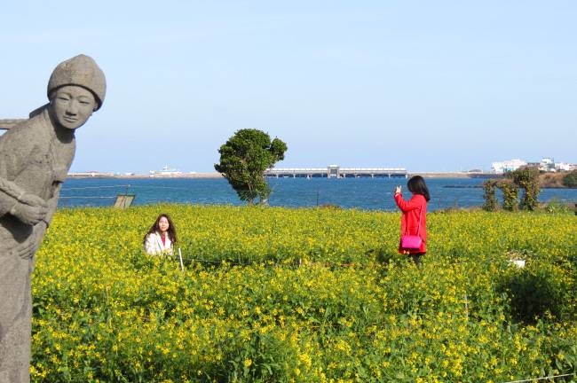 성산 유채꽃밭엔 지난1월 하순부터 봄처녀들의 발걸음이 이어지고 있다.
