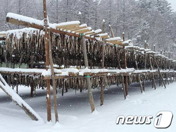 설날인 8일, 일부 지역에 눈, 비가 내리겠다. 사진은 6일 강원 인제군 용대리에 내린 눈으로 황태덕장이 눈에 덮인 모습. 2016.2.6/뉴스1 © News1 엄용주 기자