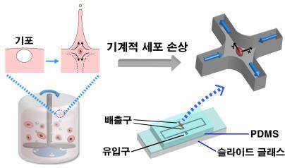 생물 반응기에서 발생하는 기포 파열에 의한 충격(신장유동) 모사 모식도. 생물 반응기 내에서는 세포 배양에 필수적인 이산화탄소와 산소 같은 기체가 공급된다. 이 기체 거품이 표면에 도달하면 왼쪽 위 그림과 같이 파열하며 신장유동이 발생한다. 이 과정에서 세포는 기계적인 손상을 받게 된다. 연구진은 이 과정을  미세유체공학 환경 하에서 정교하게 모사할 수 있는 기술을 개발했다. <<아주대.경상대 제공>>
