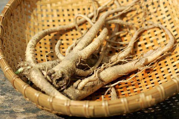 [헬스조선]만성 기관지염에 좋은 음식을 먹고 면역력 증진과 기관지를 튼튼히 해야 한다./사진=조선일보 DB