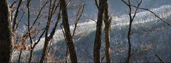 [월간산]겨울 참나무숲으로 비껴드는 햇살이 꽃으로 피었다. 우리 겨울 산이 보여 주는 아름다움의 백미 가운데 하나일 것이다.