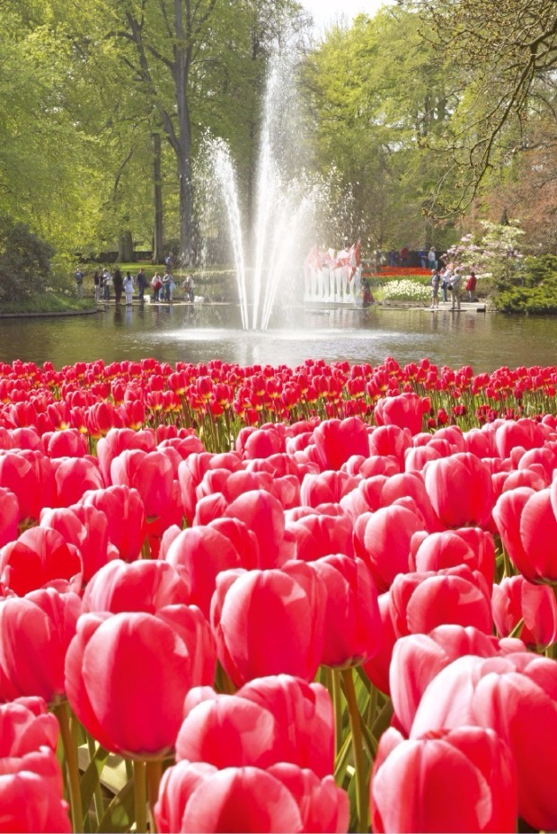 꽃 축제가 열리는 네덜란드 큐켄호프 공원