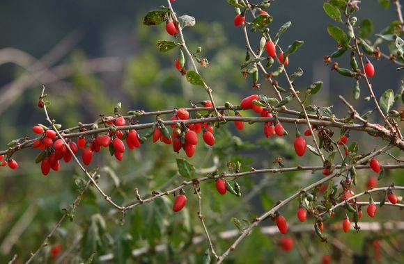 구기자 [사진 중앙포토]