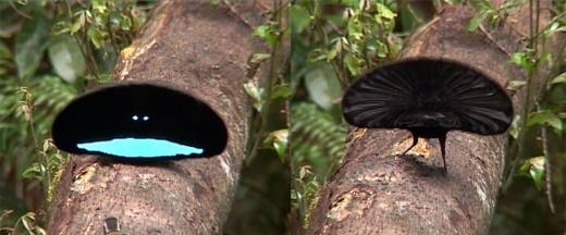 목 뒤의 깃털을 활짝 펼치고 구애하는 어깨걸이 극락조