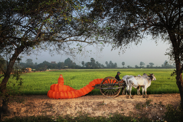 Anida Yoeu Ali, Buddhist Bug 연작 중, Oxcart Grazing, 2014