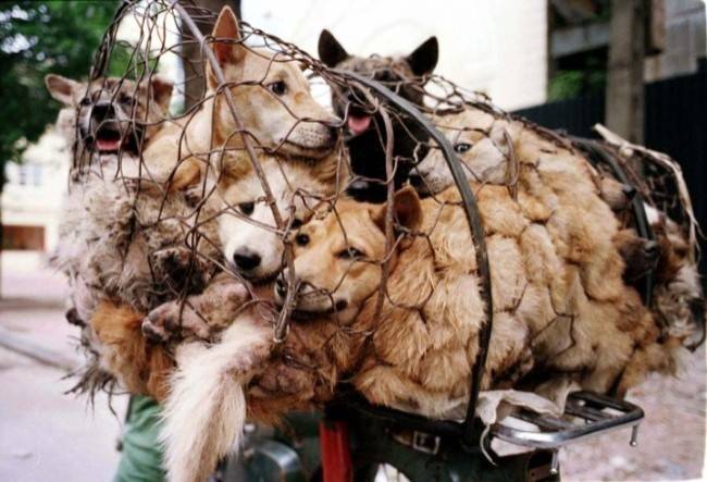 &lsquo;개고기 금지&rsquo; 사이트 포스터 [사진=www.stopdogmeat.com]