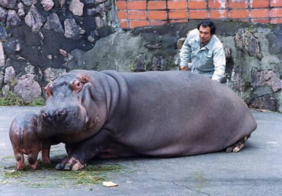 아사히야마 동물원의 하마 [ 사진제공 = 아사히야마 동물원 ]