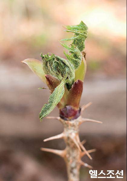 [헬스조선]두릅