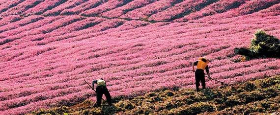 스빙 현에서 약초를 재배 중인 농부들.