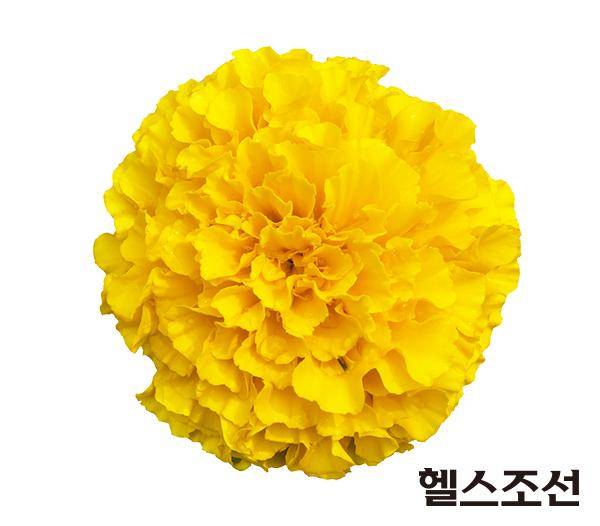 [헬스조선]루테인을 추출하는 꽃, 마리골드
