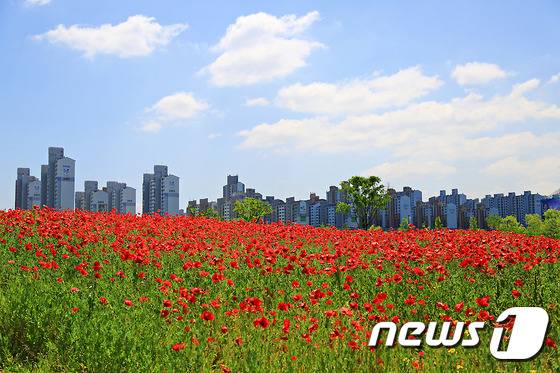 백만송이 장미원 . 김미영 작가 © News1