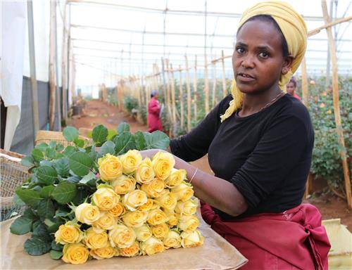 수확한 장미를 포장하고 있는 에티오피아 여인
