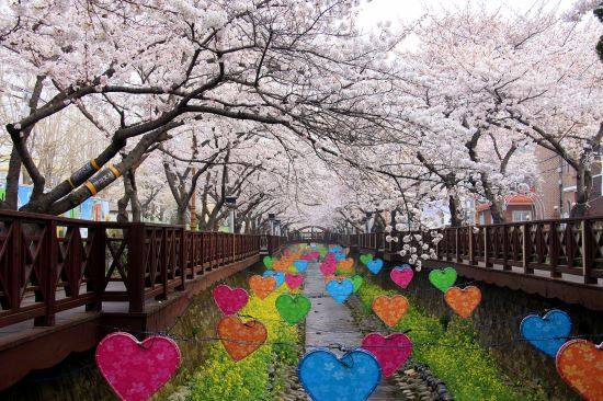 창원시 진해구 여좌천. 창원시 제공