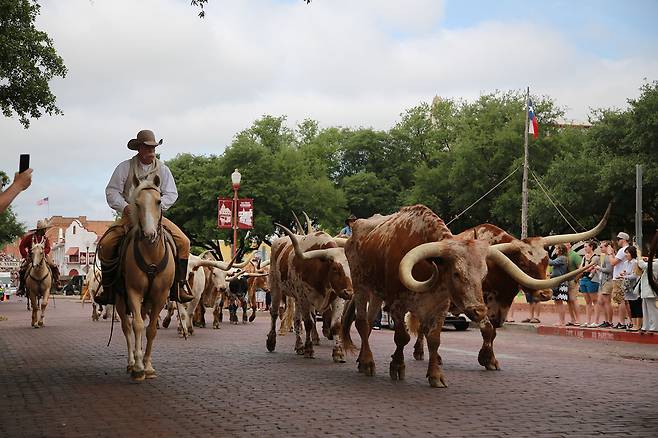 포스워스 스톡야드에서 꼭 봐야 하는 소몰이 쇼, 캐틀 드라이브.