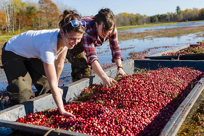 앨곤퀸 주립공원 근처의 존스턴 크랜베리 농장.