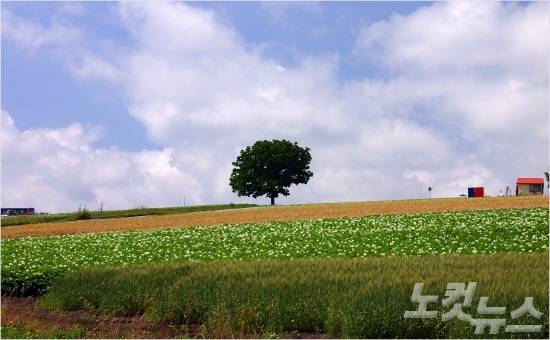 세븐스타 나무는 여행객들이 꼭 찾는 명소중 하나다. (사진=트래블스타 제공)