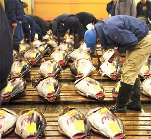 ④ 일본 쓰키지 어시장