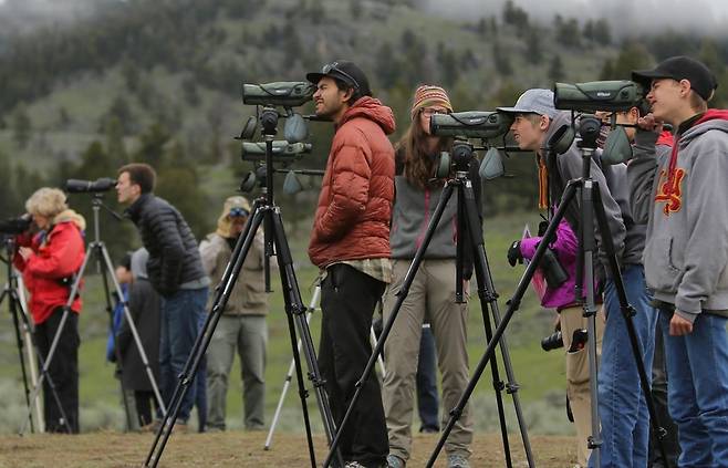 라마 계곡에서 늑대를 관찰하고 사진 찍기 위해 기다리는 관광객과 사진가들.