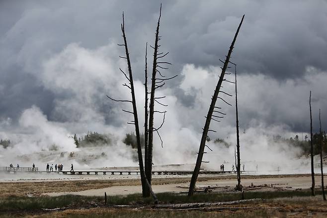 노리스 간헐천지대. 말라죽은 로지폴 소나무들은 옐로스톤 국립공원 어디서나 볼 수 있다.