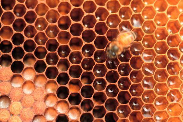 [헬스조선]프로폴리스의 효능엔 항균·항산화 효과가 있고 허위과장광고와 부작용에 주의한다/사진=조선일보 DB