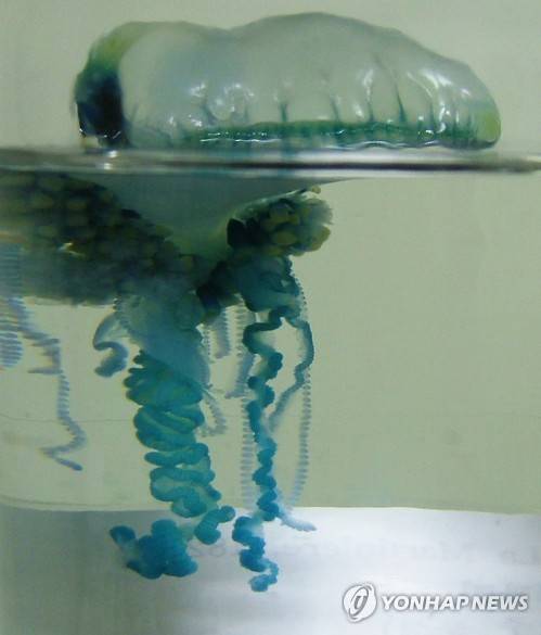 제주에 나타난 맹독성 작은부레관해파리     (부산=연합뉴스) 제주 해안에 나타난 작은부레관해파리. 맹독성 해파리여서 피서객 등은 절대로 맨손으로 만져선 안된다고 국립수산과학원은 당부했다. 2016.6.29 [국립수산과학원 제공=연합뉴스]     lyh9502@yna.co.kr