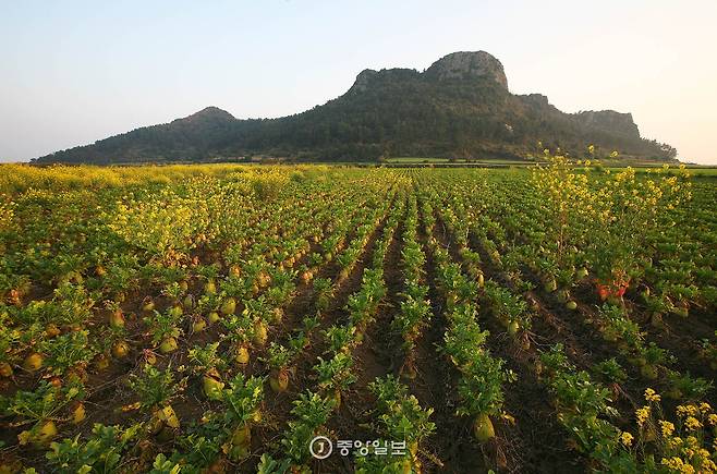 바굼지오름 북쪽에서 바라본 장면. 오름의 곡선이라고 하기에는 선이 너무 날카롭다.
