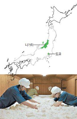 핫카이산 주조 직원들이 찐쌀에 누룩곰팡이 씨를 뿌려 누룩을 만들고 있다.