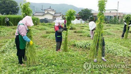 안동포 원료 대마 수확 [연합뉴스 자료사진]