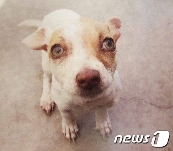 마약에 중독됐다 구조된 강아지 부바. (사진 터스틴 경찰서 페이스북) © News1