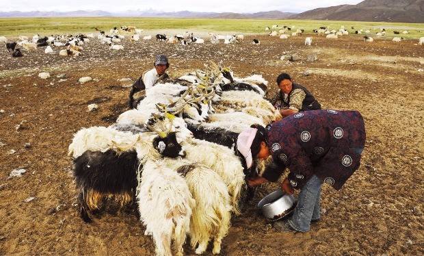 염소젖을 짜는 유목민들