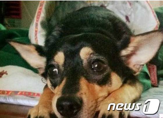 앨리스. © News1