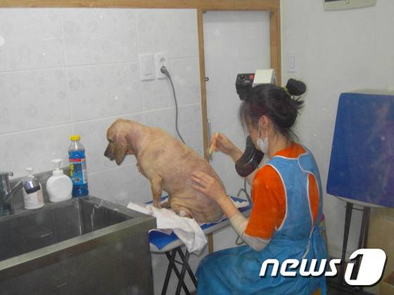긴 털을 깎고 있는 코돌이의 모습. © News1