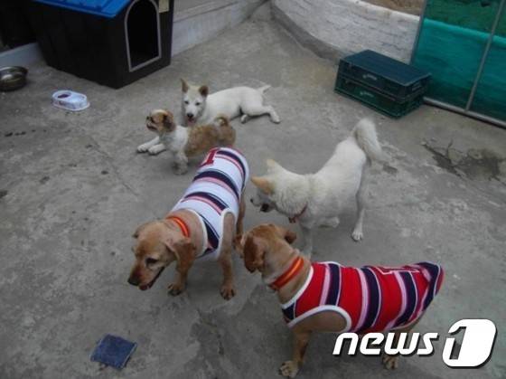 흰돌이, 흰순이, 순심이와 함께 즐겁게 놀고 있는 코돌이와 코순이. © News1