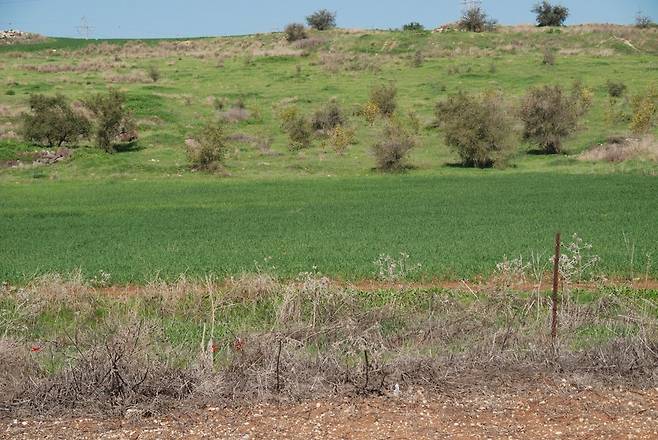 갈릴리 호수 주위의 산촌에도 밭이 있다. 앞쪽에 가시덤불이 있고, 그 뒤로 좋은 밭, 다시 그 너머로 돌밭이 보인다. 갈릴리에서는 쉽게 볼 수 있는 풍경이다.