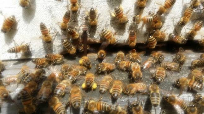 지난 5월 벌통 입구에 모여 있는 벌. 몇몇 벌은 노란 화분을 배달하는 중이다. 최우리 기자