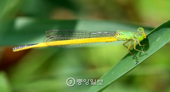 노란실잠자리