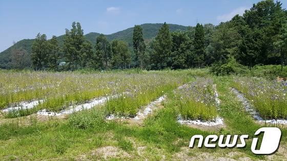 우병우 민정수석 처가가 소유한 화성시 동탄면 중리 농지.(화성시청 제공) © News1