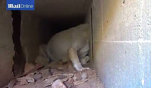 【서울=뉴시스】페루에서 콘크리트 벽에 머리가 끼어 옴짝달싹 못하는 개가 간신히 구조됐다고 1일(현지시간) 외신들이 보도했다. 사진은 먹이를 찾으러 배수로에 들어갔다가 벽 측면 작은 구멍에 머리가 낀 개의 모습. (출처: 데일리메일 영상 캡쳐)