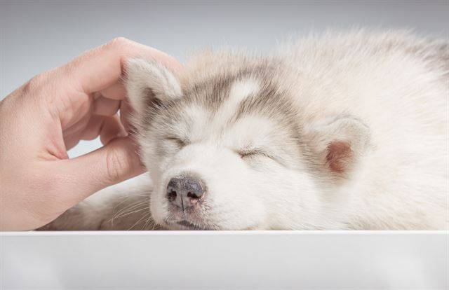 개는 반려인이 귀 뒷부분을 쓰다듬어주는 것을 좋아한다. 게티이미지뱅크