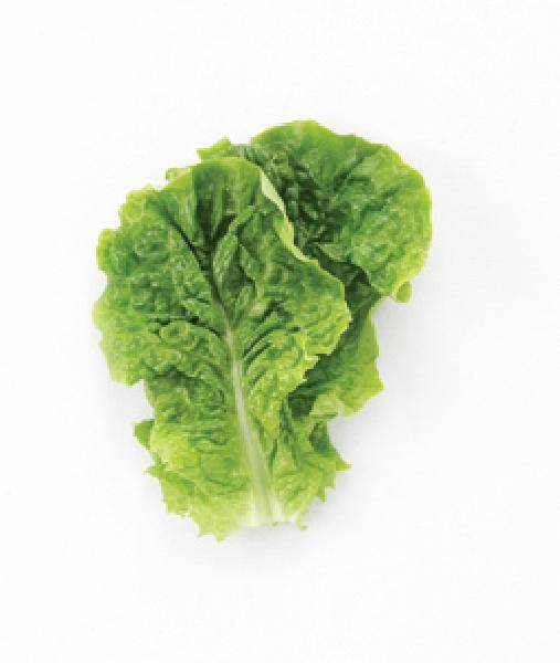 [헬스조선]상추의 효능에 대해 자세히 알아본다/사진=헬스조선 DB