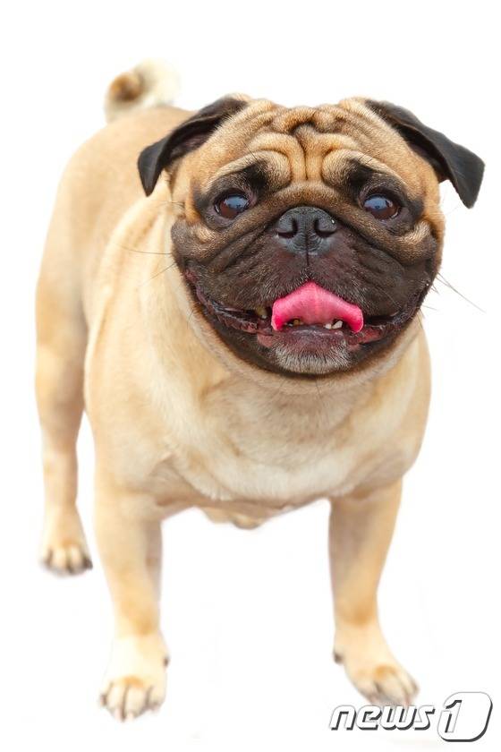 퍼그. (사진 이미지투데이) © News1