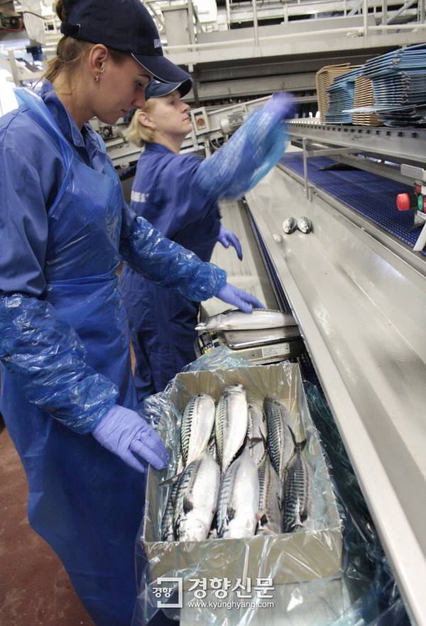 9월 14일 올레순 인근 엘링소이 섬의 닐르 스페르 공장에서 트롤어선이 잡아온 고등어가 박스에 담겨 포장되고 있다.
