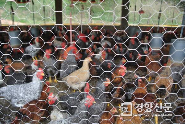 창살 너머로 보이는 브라질의 토종닭. 생후 76일, 몸무게는 1.7㎏ 가량이다.