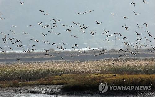 강진만 갈대밭에서 철새들이 날아다니는 모습. [강진군 제공=연합뉴스 자료사진]