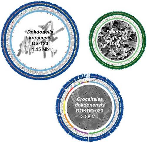 독도 토양과 근처 바닷물, 감태에서 분리한 미생물의 유전체 지도. [연세대 제공=연합뉴스]