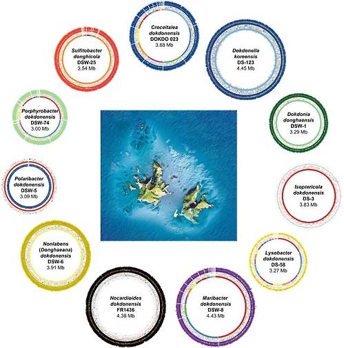 최근 유전체 정보를 새로 등록한 독도 미생물 10종의 유전체 지도와 2013년 논문으로 발표한 '동해 독도'의 유전체 지도. [연세대 제공=연합뉴스]