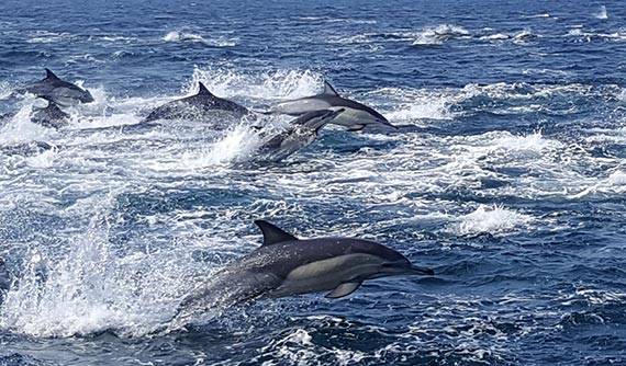 울산 장생포 고래문화특구에서 고래바다여행선을 타면 먹이를 포획하기 위해 헤엄치는 참돌고래 떼를 만날 수 있다. [사진 울산남구도시관리공단]