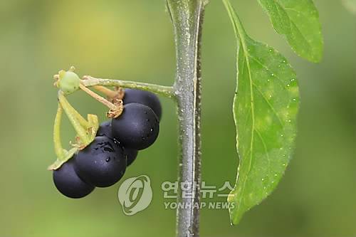 [연합뉴스 자료사진]