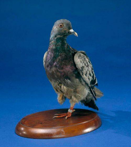 미국 스미소니언 박물관에 전시된 쉘아미의 박제. [사진 위키피디어]